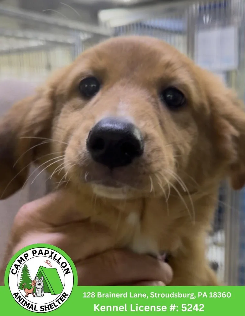 A young medium-sized female English Shepherd dog named Leia for adoption in Stroudsburg, PA