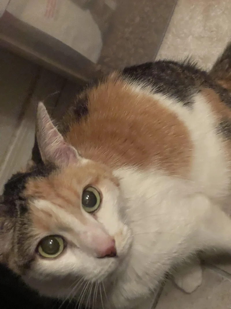 A senior large-sized female Domestic Short Hair cat named Tina P Rosie for adoption in Phoenix, AZ
