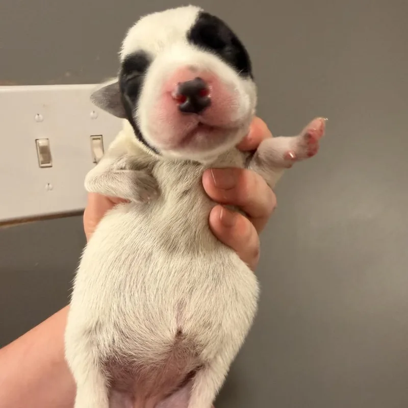 A baby medium-sized female White / Cream Labrador Retriever dog named Little for adoption in Medford, NJ