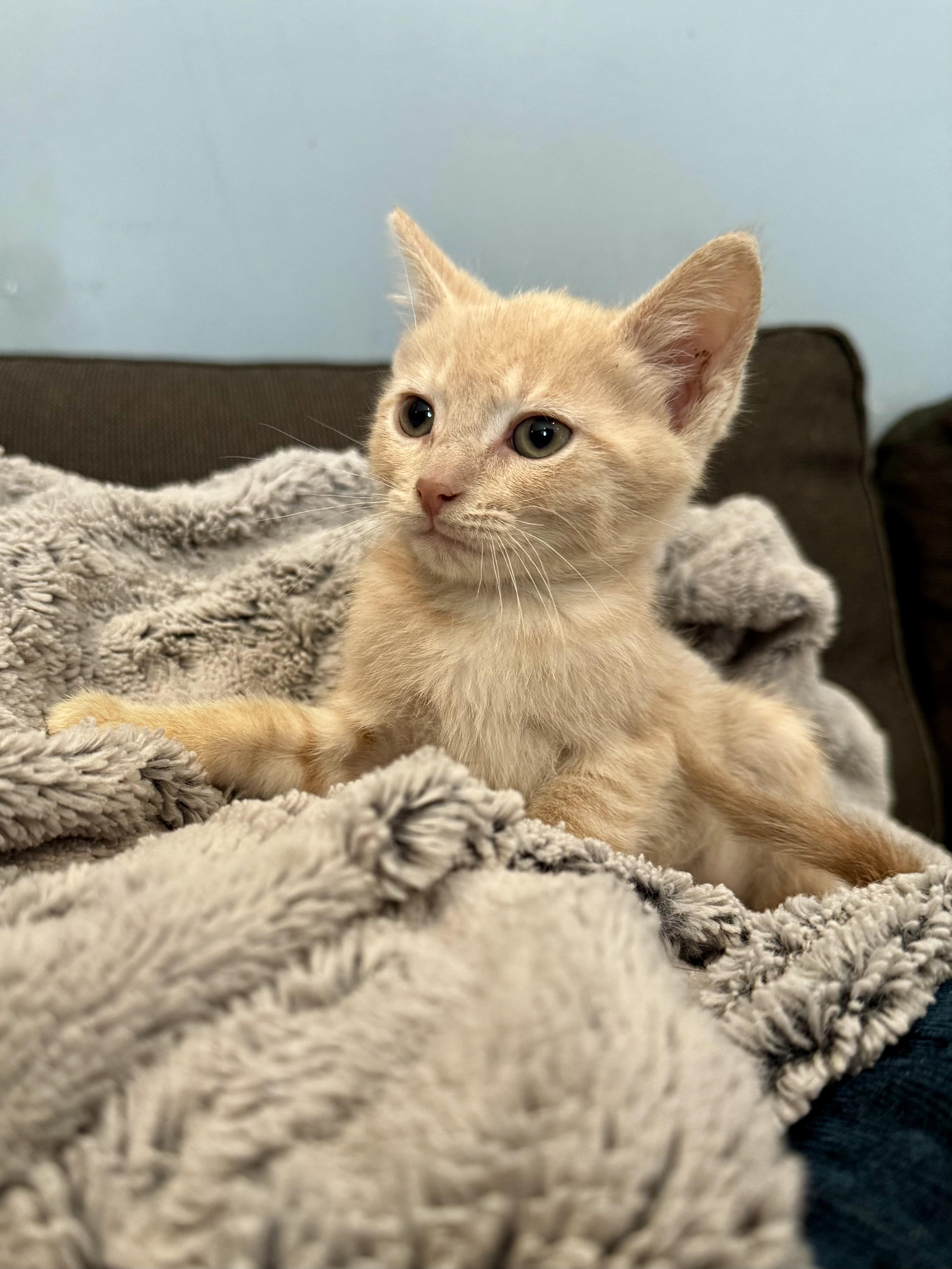A baby small-sized male Orange / Red Domestic Short Hair cat named Mars for adoption in Hartland, MI