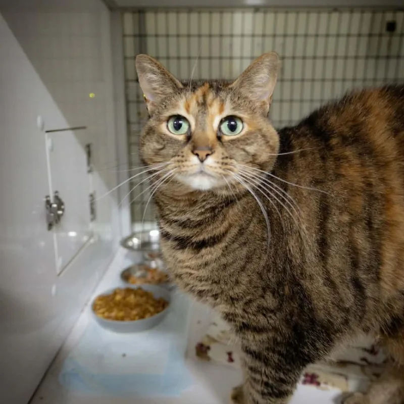 A senior small-sized female Brown / Chocolate Domestic Short Hair cat named Nala for adoption in Shelbyville, IN