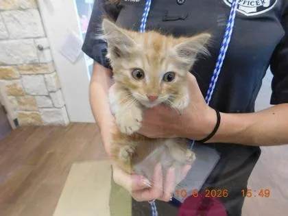 A baby small-sized male Domestic Medium Hair cat named Ford for adoption in North Richland Hills, TX