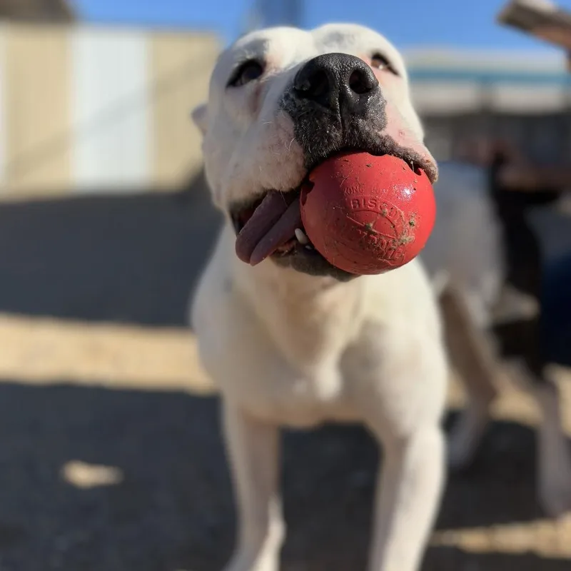 An adult medium-sized male White / Cream English Bulldog dog named Franklin for adoption in Wickenburg, AZ