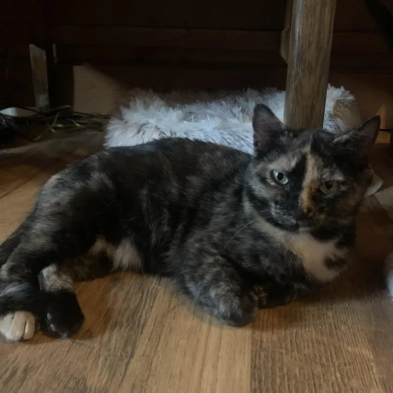 An adult small-sized female Tortoiseshell Domestic Short Hair cat named Beans Estep for adoption in Woodstock, VA