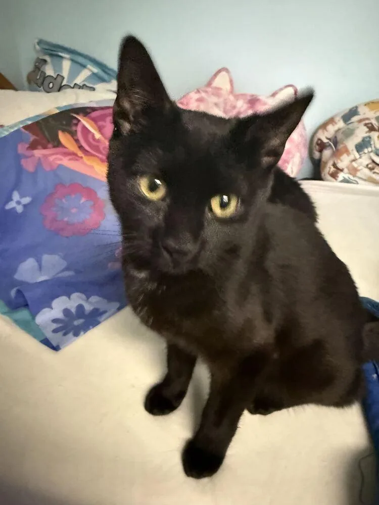 A baby medium-sized male Black Domestic Short Hair cat named Kevin for adoption in Milltown, NJ