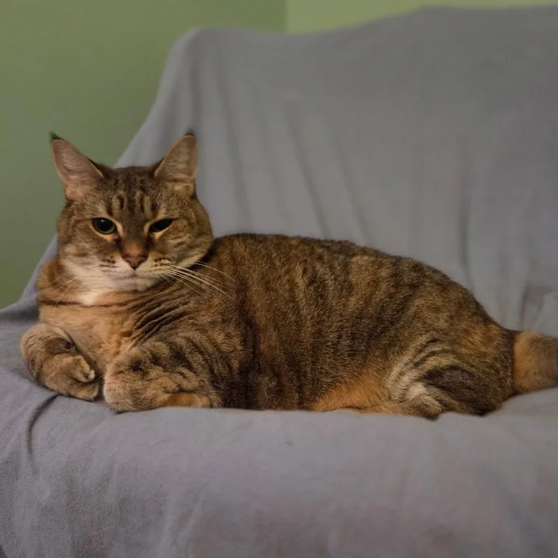 An adult large-sized female Tabby (Brown / Chocolate) Domestic Short Hair cat named Brady for adoption in Newburgh, NY