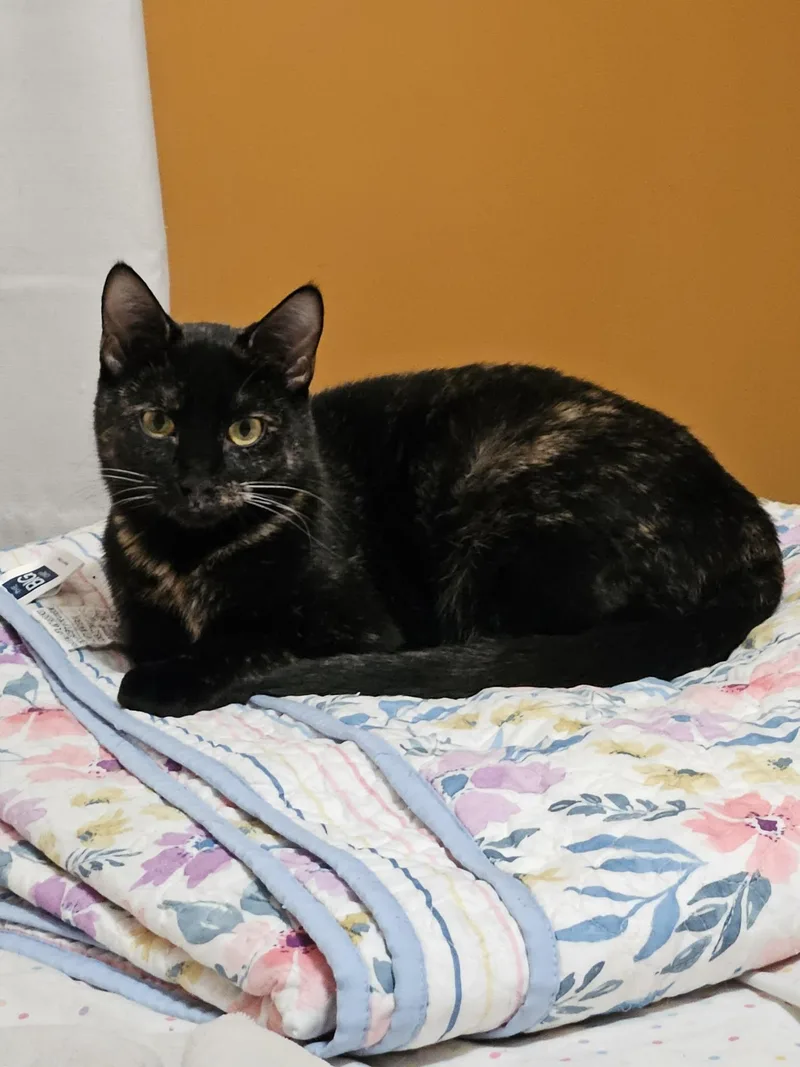 An adult medium-sized female Tortoiseshell Domestic Short Hair cat named Poison Ivy for adoption in Overland Park, KS