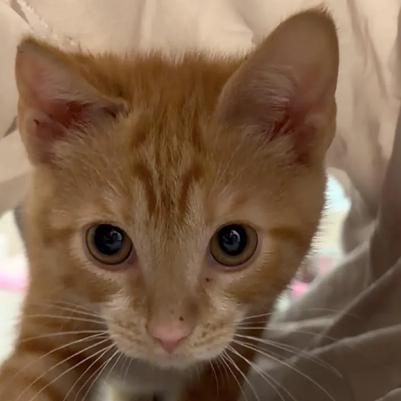 A baby small-sized male Orange / Red Domestic Short Hair cat named Van Gogh for adoption in Middlebury, VT
