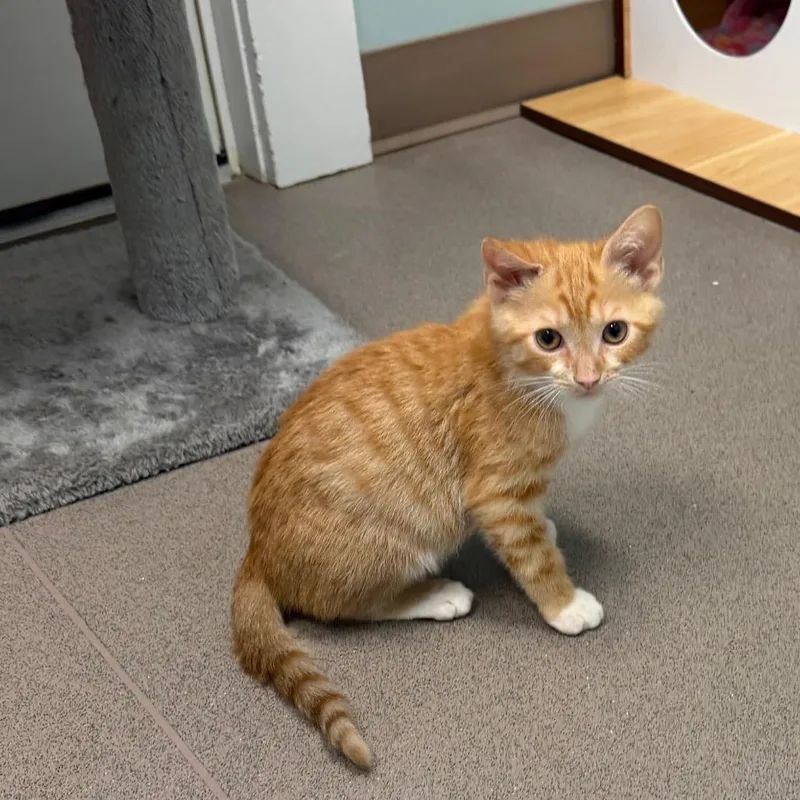 Van Gogh thumbnail 3