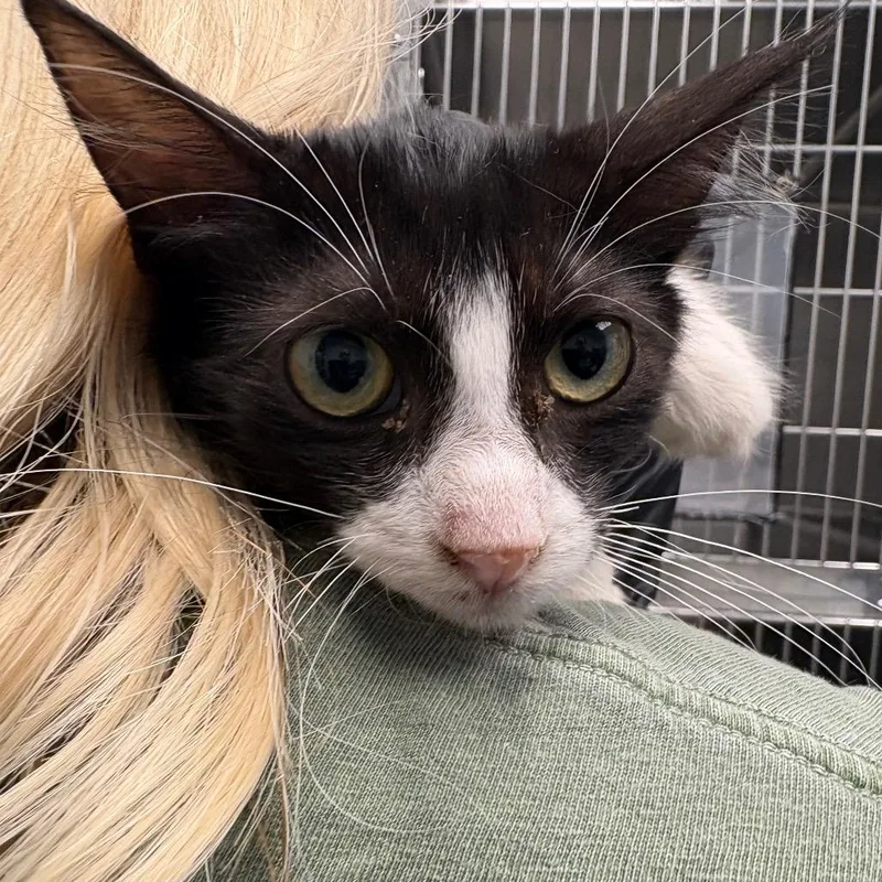 A baby small-sized female Black Domestic Short Hair cat named Cymbal for adoption in Abilene, TX