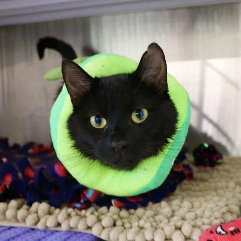 A young medium-sized male Black Domestic Short Hair cat named Grady Hendrix for adoption in Dearborn, MI