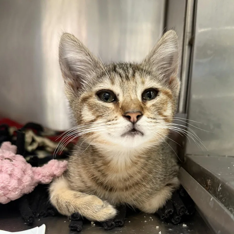 A baby small-sized female Brown / Chocolate Domestic Short Hair cat named Tawny for adoption in Oakland, CA