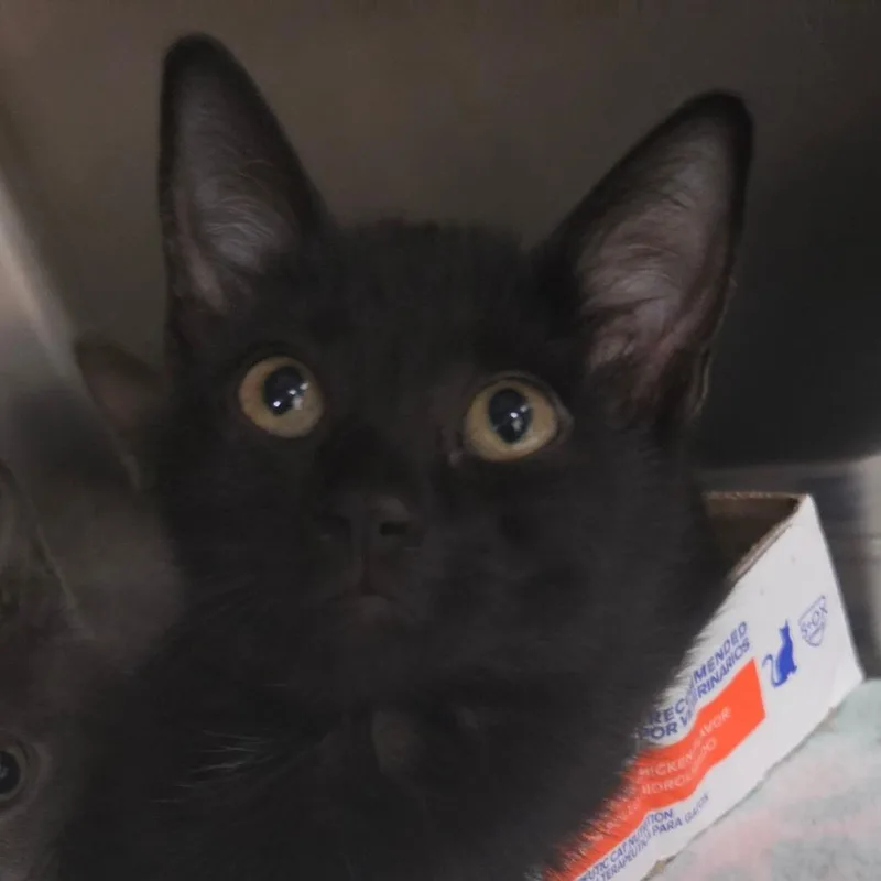 A baby small-sized female Domestic Medium Hair cat named Tyrande for adoption in Lakeland, FL