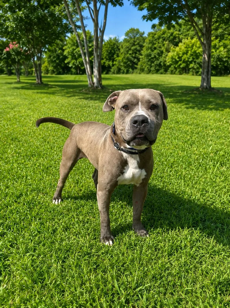 Samson