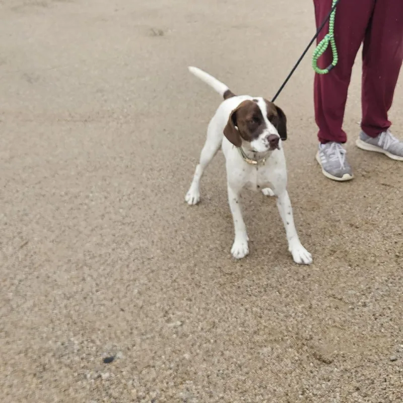 A young small-sized female White / Cream Mixed Breed dog named Freckles for adoption in Conway, NH