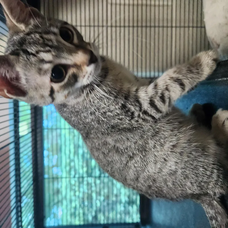 A baby medium-sized male Tabby (Brown / Chocolate) Domestic Short Hair cat named Fruitloop for adoption in Charleston, SC
