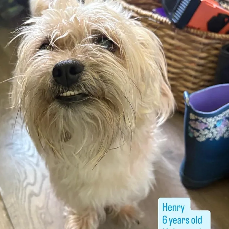 Henry