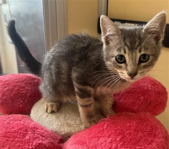 A baby small-sized female Domestic Short Hair cat named Dora for adoption in Lancaster, CA
