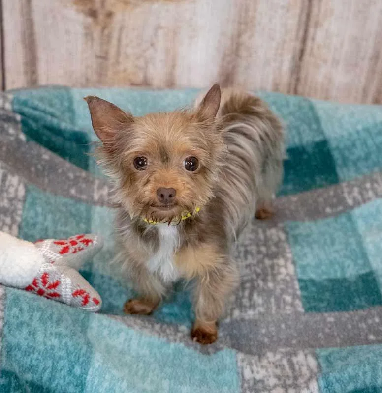 An adult small-sized female Yorkshire Terrier dog named Evelyn for adoption in Kennesaw, GA