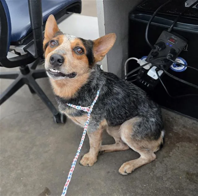 An adult medium-sized male Mixed Breed dog named Giuseppe for adoption in Dallas, TX