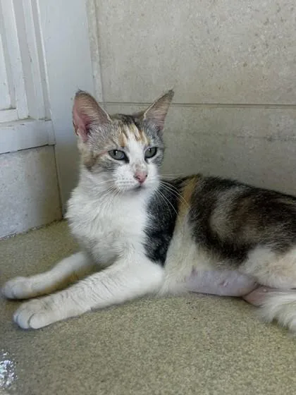 An adult small-sized female Domestic Short Hair cat named Sweetie for adoption in Honolulu, HI