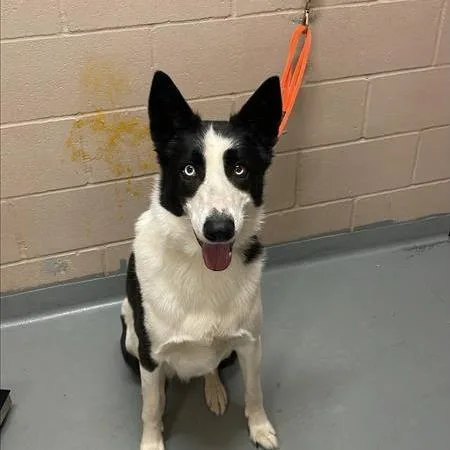 An adult large-sized male Black Border Collie dog named Astro for adoption in Tacoma, WA