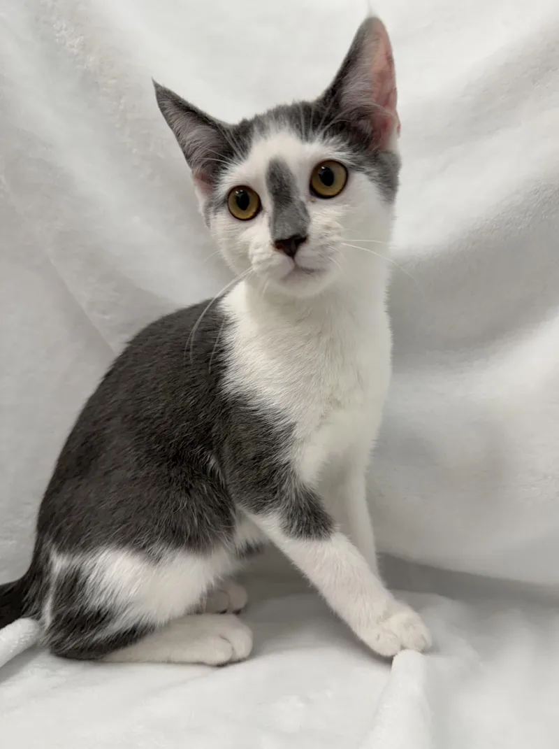 A baby medium-sized female Gray & White Domestic Short Hair cat named Sandy for adoption in Greensboro, NC