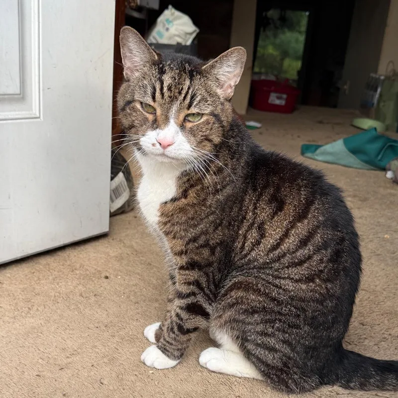 A senior medium-sized male Brown / Chocolate Domestic Short Hair cat named Malcolm for adoption in Westport, CT