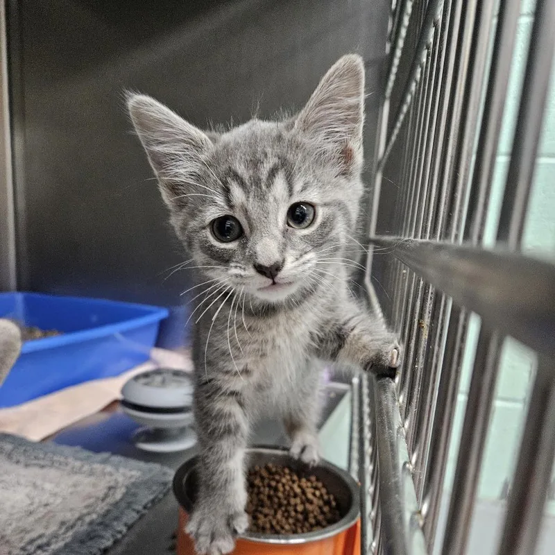 A baby small-sized female Gray / Blue / Silver Domestic Short Hair cat named Mars for adoption in Ridgely, MD