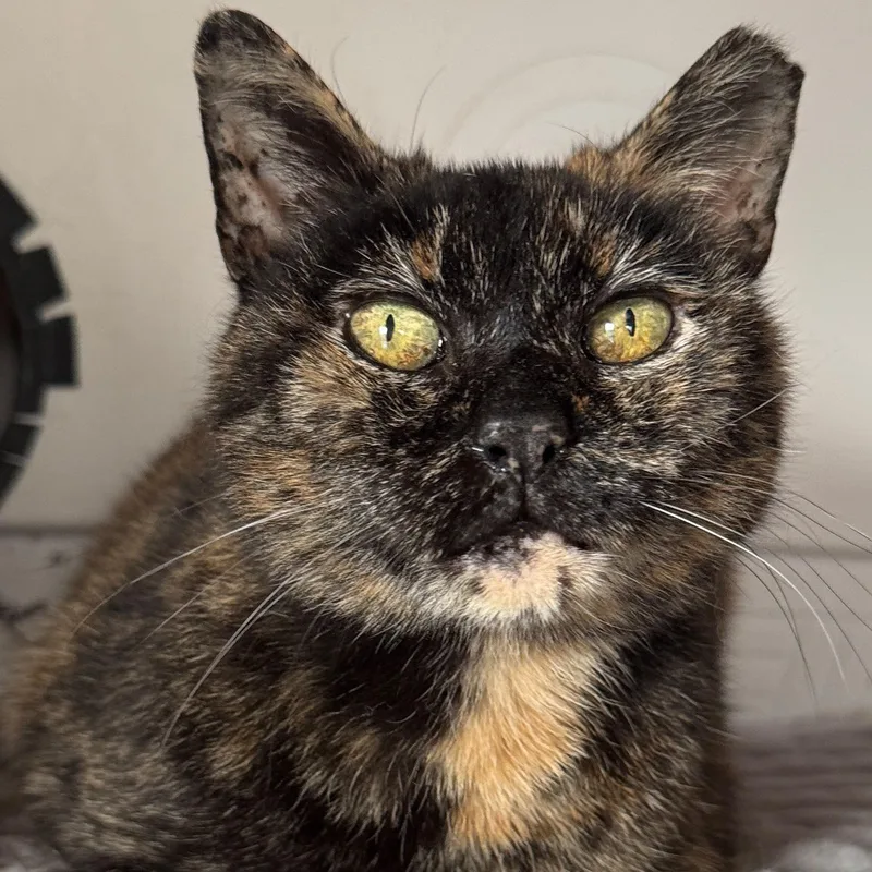 Luna