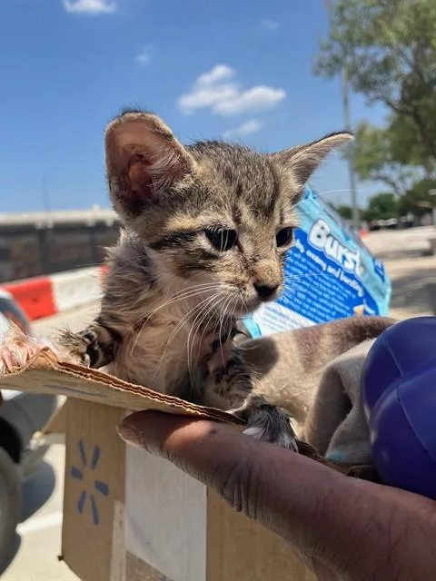 A baby small-sized male Domestic Short Hair cat named Dart for adoption in Dallas, TX