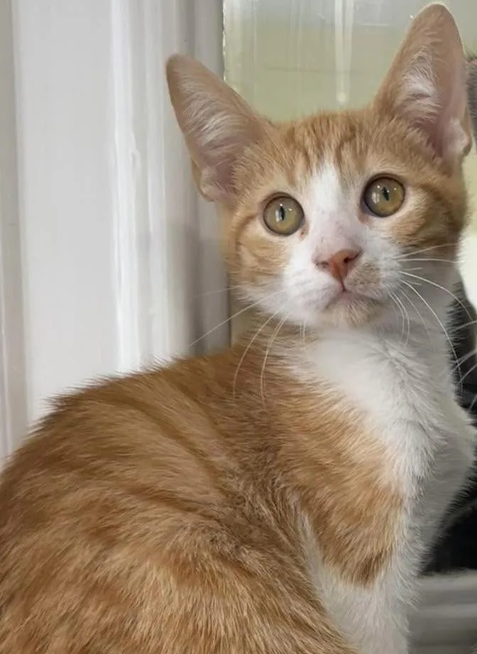 A baby medium-sized male Orange & White Domestic Short Hair cat named Fred for adoption in Lawrenceville, GA