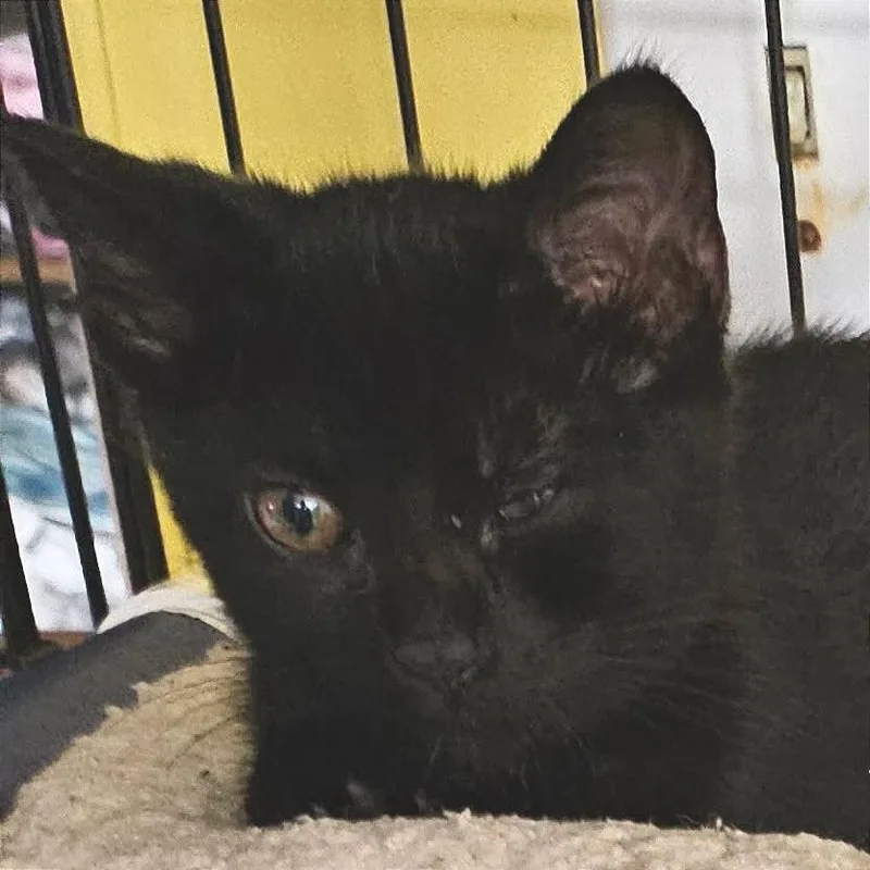 A baby small-sized female Domestic Short Hair cat named Saria for adoption in Cumming, GA