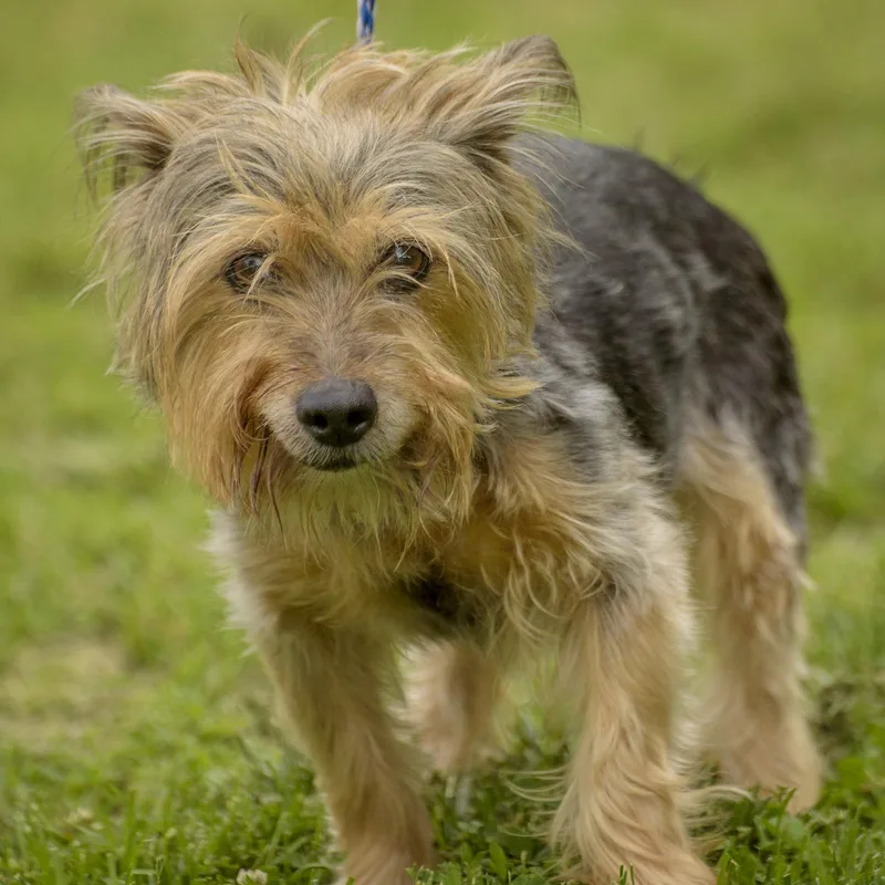 An adult small-sized female Brown / Chocolate Silky Terrier dog named Donna for adoption in Lambertville, NJ