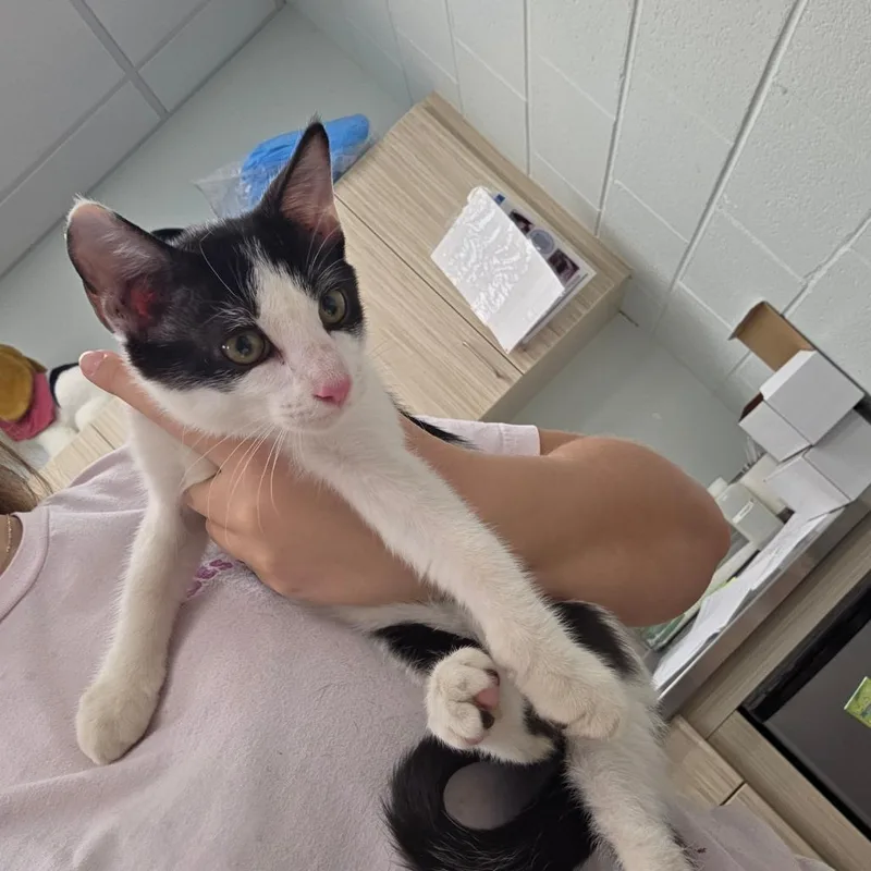 A baby small-sized male Black Domestic Short Hair cat named Munchkin for adoption in Chattanooga, TN