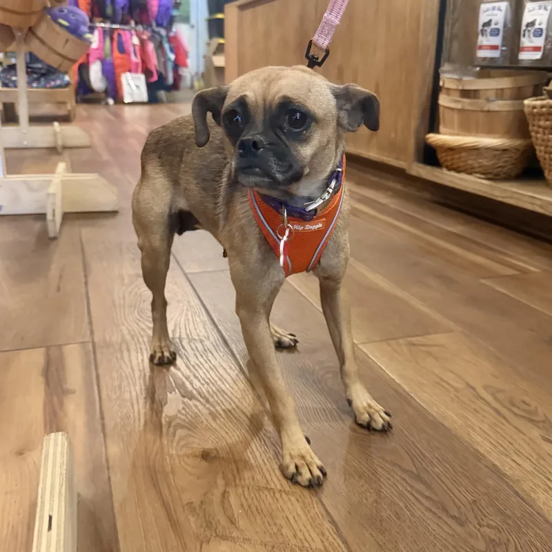 A young small-sized female Brown / Chocolate Pug dog named Tessa for adoption in Boulder, CO