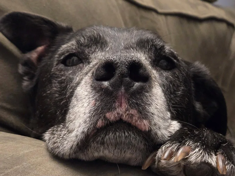An adult medium-sized female Pit Bull Terrier dog named Jv Litter Zena for adoption in Livonia, MI