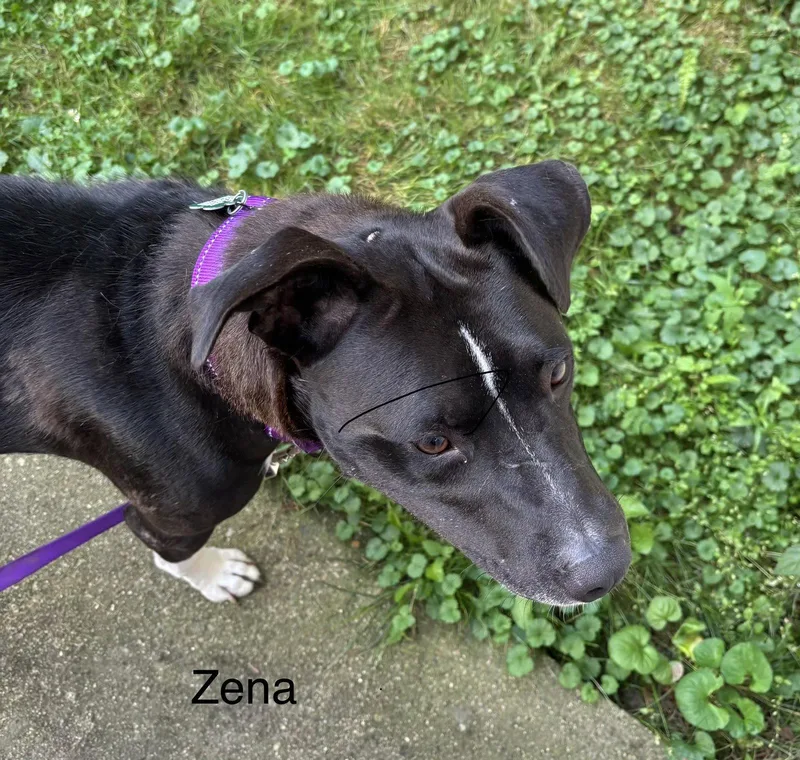 Jv Litter Zena thumbnail 2