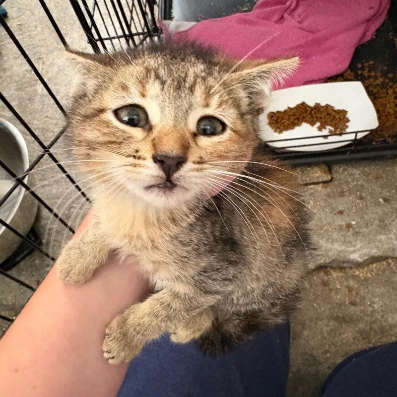 A baby small-sized female Brown / Chocolate Domestic Short Hair cat named Maple for adoption in Pacific Palisades, CA
