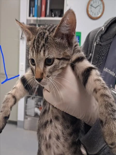 A baby small-sized female Domestic Short Hair cat named Butter Knife for adoption in Santa Fe, NM
