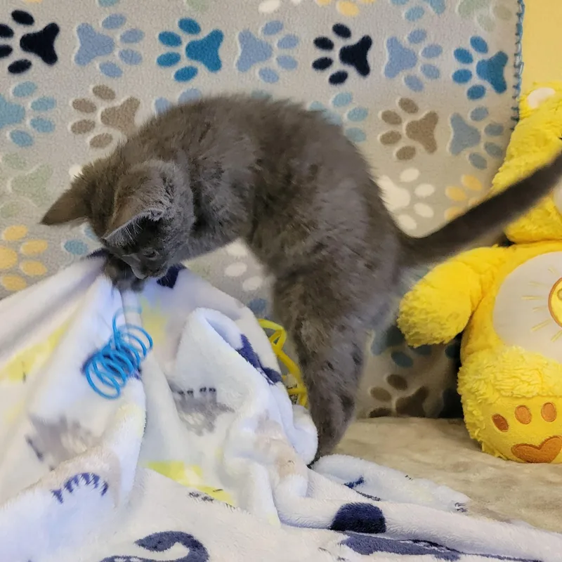 Pickles thumbnail 3