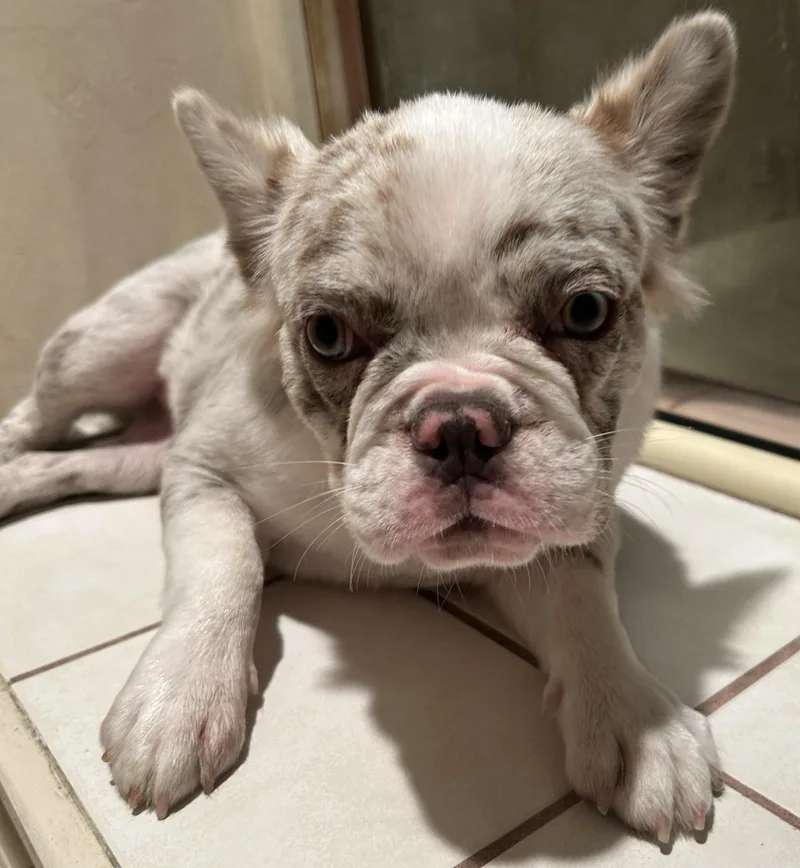 A baby small-sized female French Bulldog dog named Lillyrose for adoption in El Cajon, CA