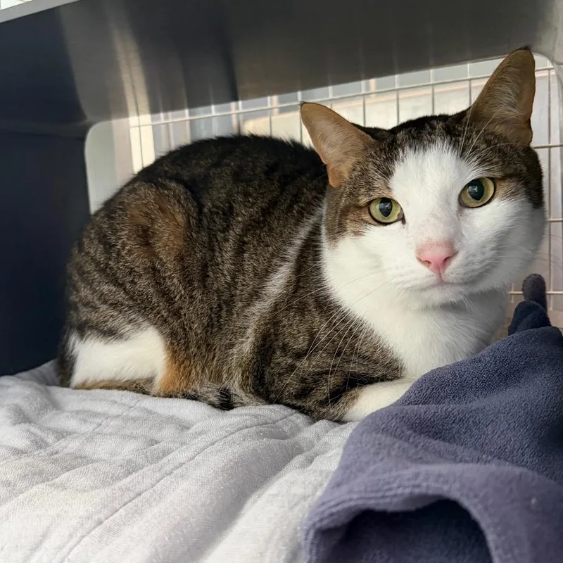 An adult large-sized male Domestic Short Hair cat named Chandler for adoption in Chicago, IL