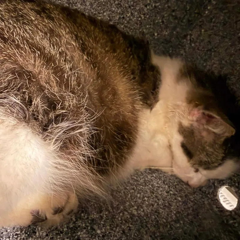 A senior medium-sized female White Domestic Short Hair cat named Crimson Countess for adoption in Pauls Valley, OK