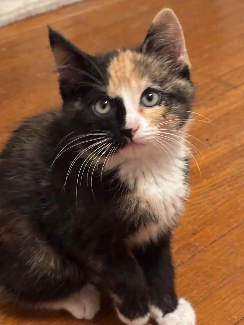A young small-sized female Calico Domestic Short Hair cat named Slushie for adoption in Webster City, IA