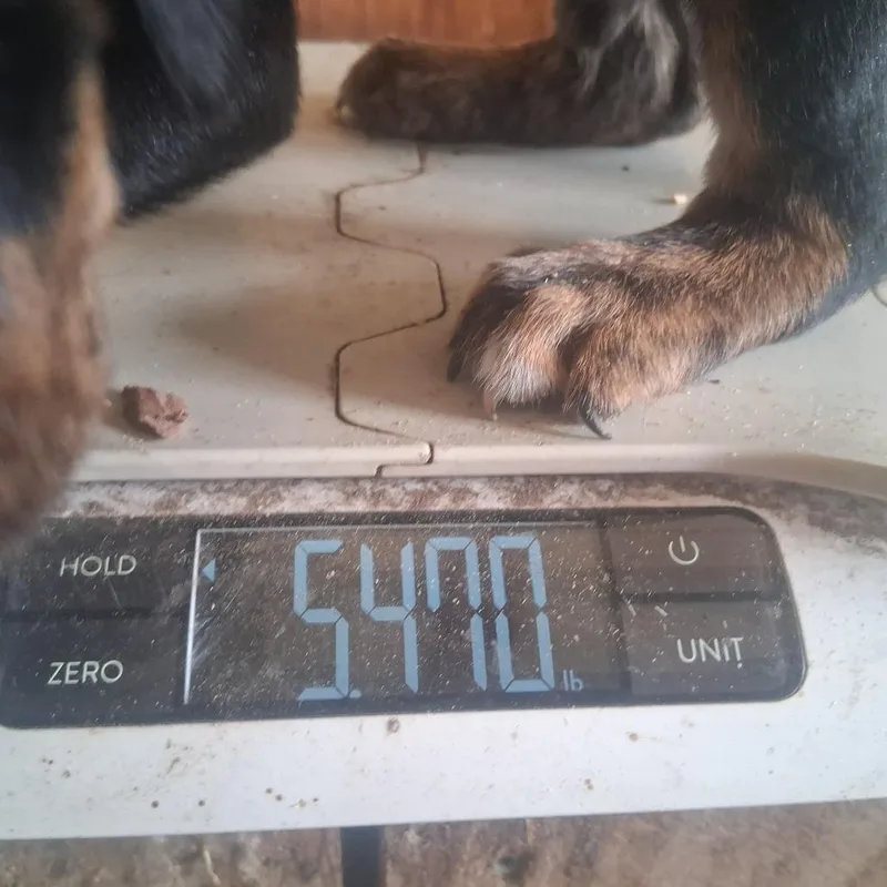 A baby medium-sized male Black Catahoula Leopard Dog dog named Gary for adoption in Morriston, FL