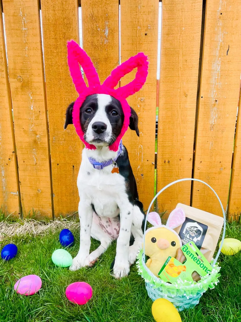 A young medium-sized female English Springer Spaniel dog named Indie for adoption in Springville, NY