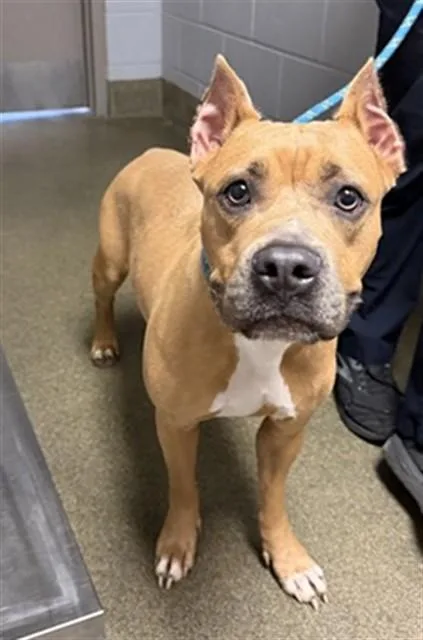 An adult medium-sized female Mixed Breed dog named Angelica for adoption in Jacksonville, FL