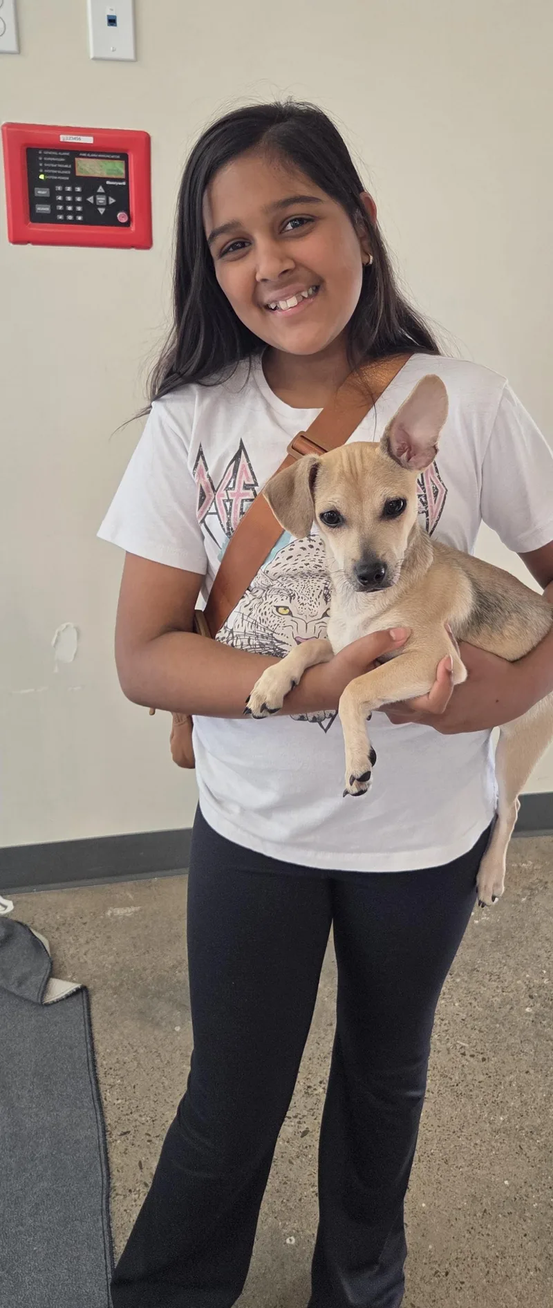 A baby small-sized male Yellow / Tan / Blond / Fawn Terrier dog named Dustin for adoption in Oakdale, CA