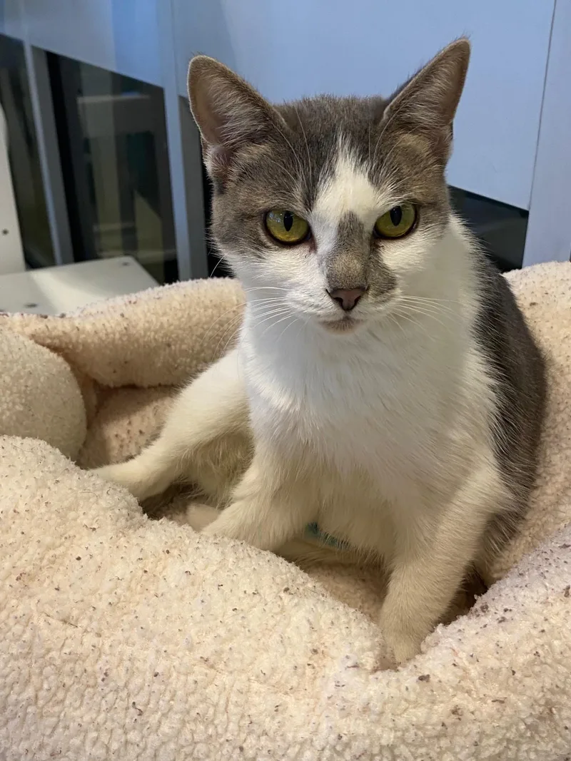 A young medium-sized female Domestic Short Hair cat named Smudge A for adoption in Plano, TX